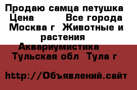 Продаю самца петушка › Цена ­ 700 - Все города, Москва г. Животные и растения » Аквариумистика   . Тульская обл.,Тула г.